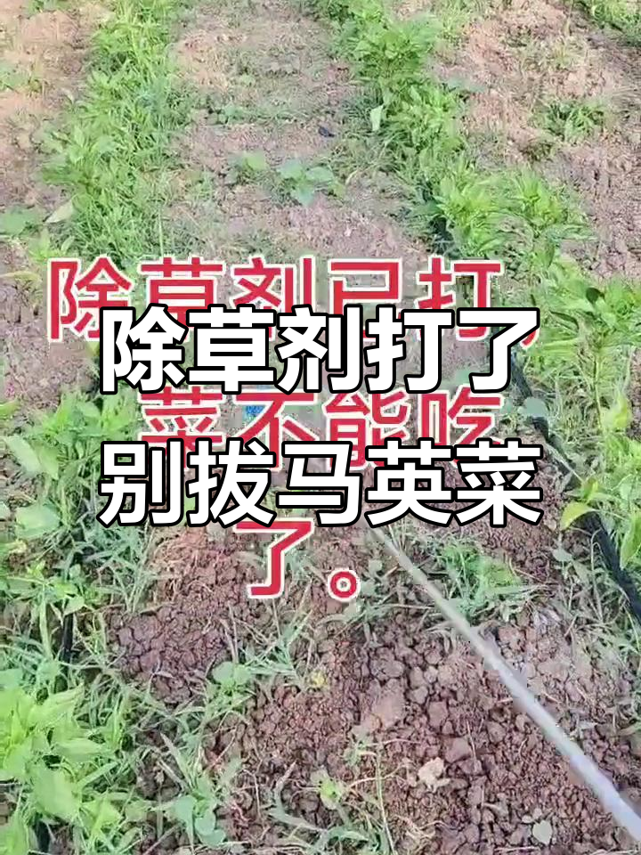 马英菜除草剂已打,别再拔了