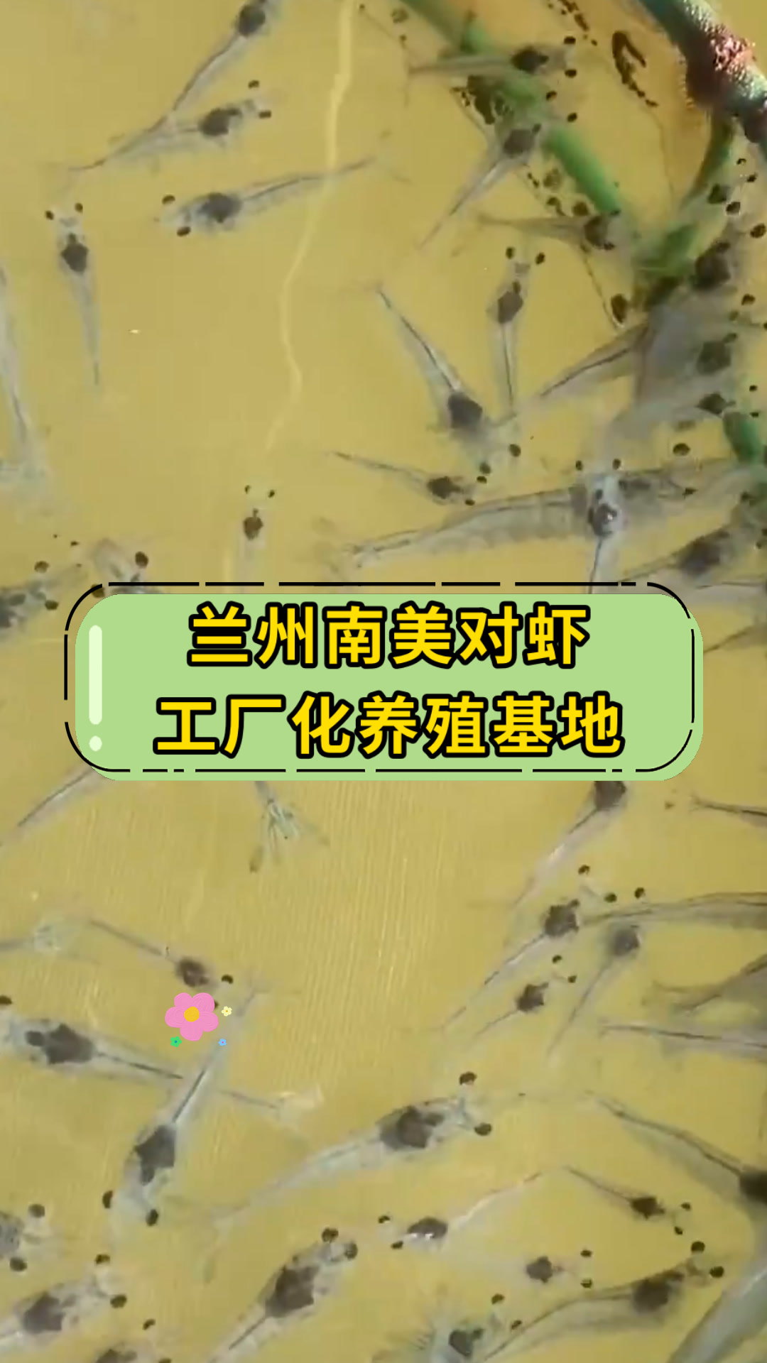 兰州南美对虾工厂化养殖基地