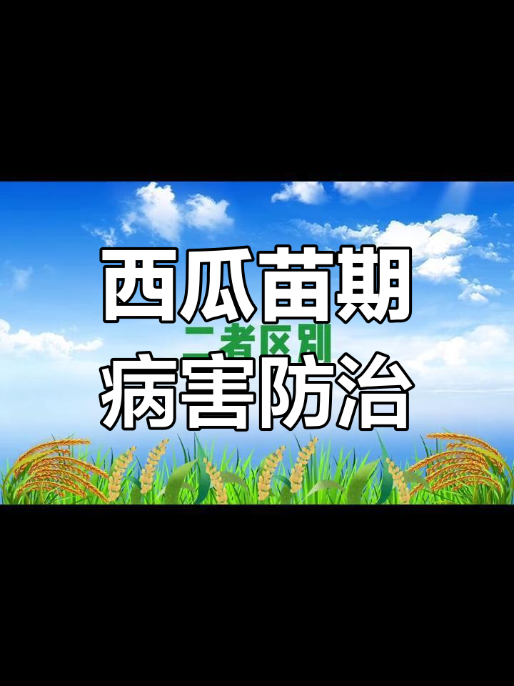 西瓜苗期猝倒病与立枯病的区别及防治方法