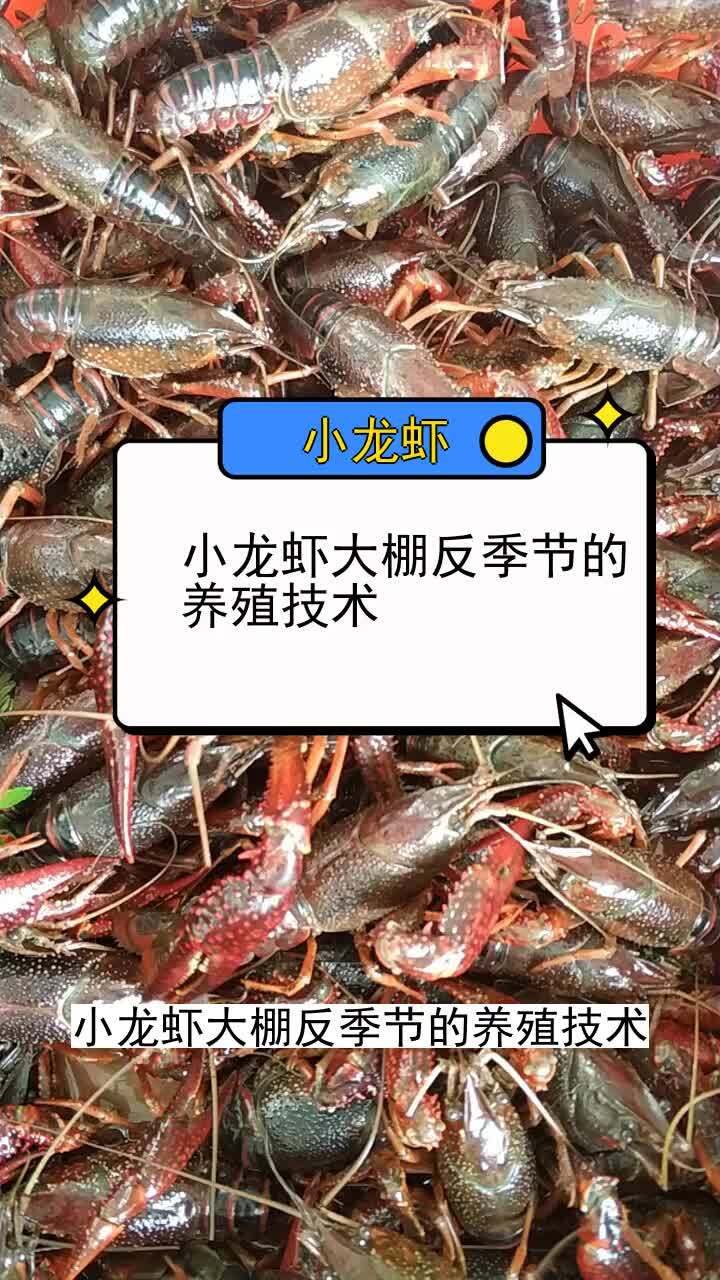 小龙虾大棚反季节的养殖技术