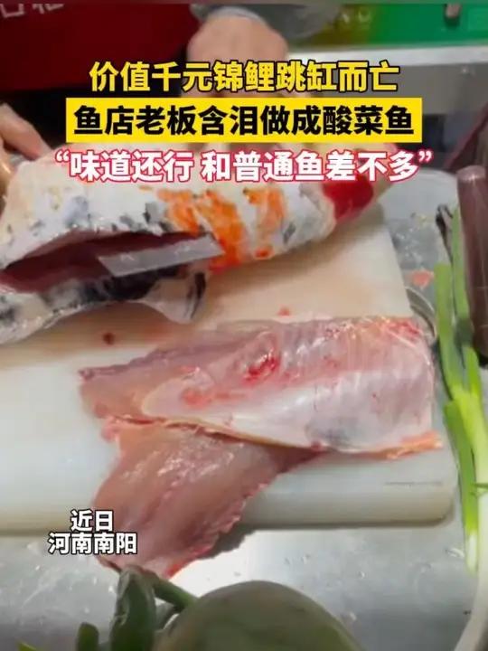 价值千元锦鲤跳缸而亡,鱼店老板含泪做成酸菜鱼,“味道还行 和普通鱼差不多”