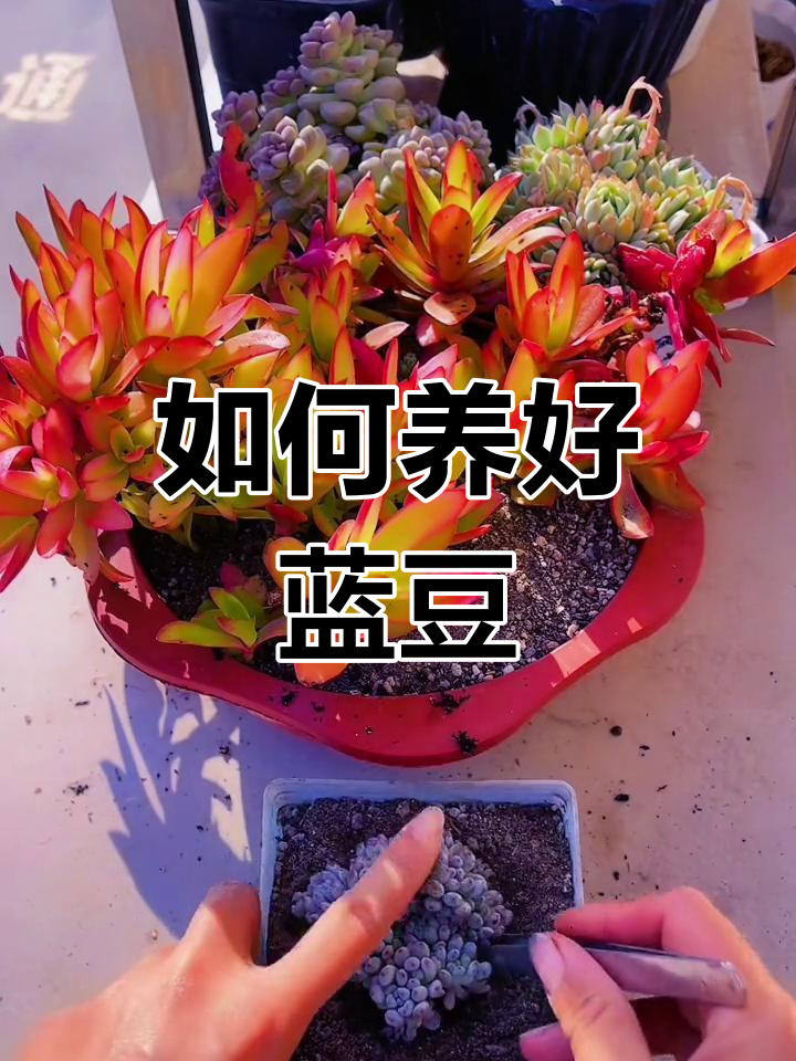 蓝豆多肉养护全攻略