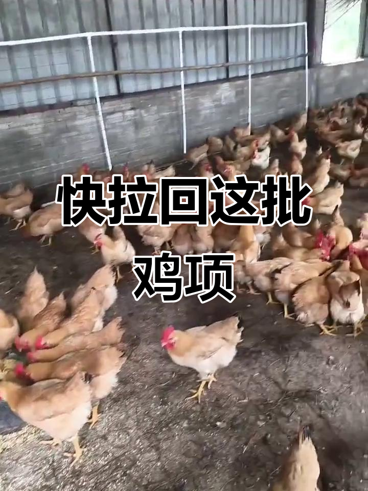 这批鸡项老水,赶紧拉回来下蛋吃!