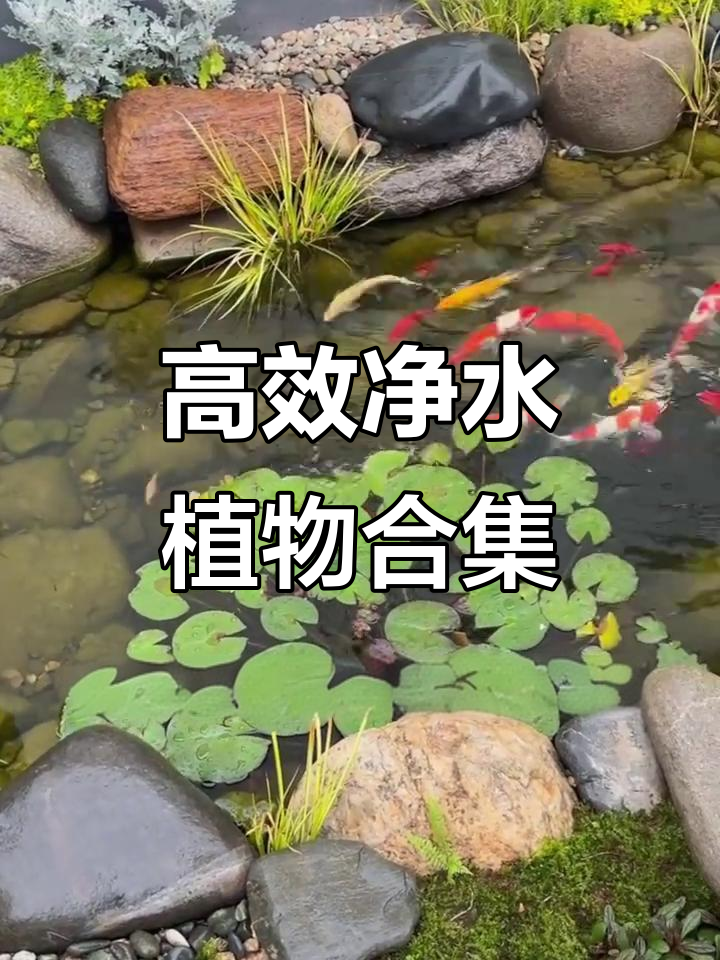 生态鱼池净水植物推荐：菖蒲、铜钱草、水芙蓉与水葫芦