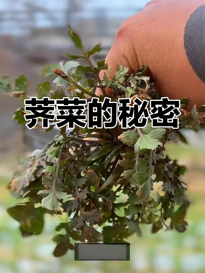 荠菜分两种,紫色更美味;白花表示它已成熟