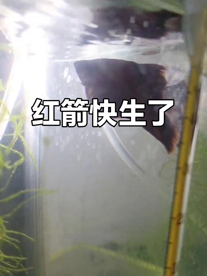 红箭鱼临产征兆,肚子变化和肛门凸起揭示生育信号