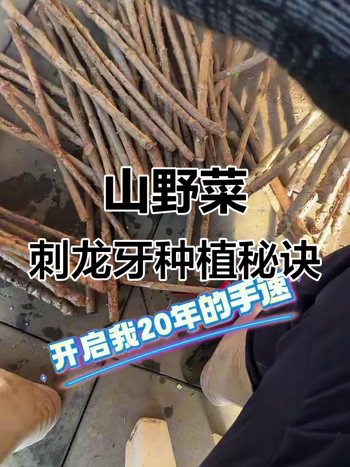 东北特产刺龙牙:山野菜之王的水培技巧