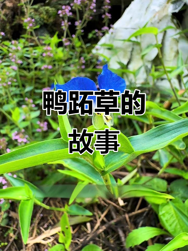 蓝紫色花瓣背后的故事：鸭跖草的坚韧与美丽