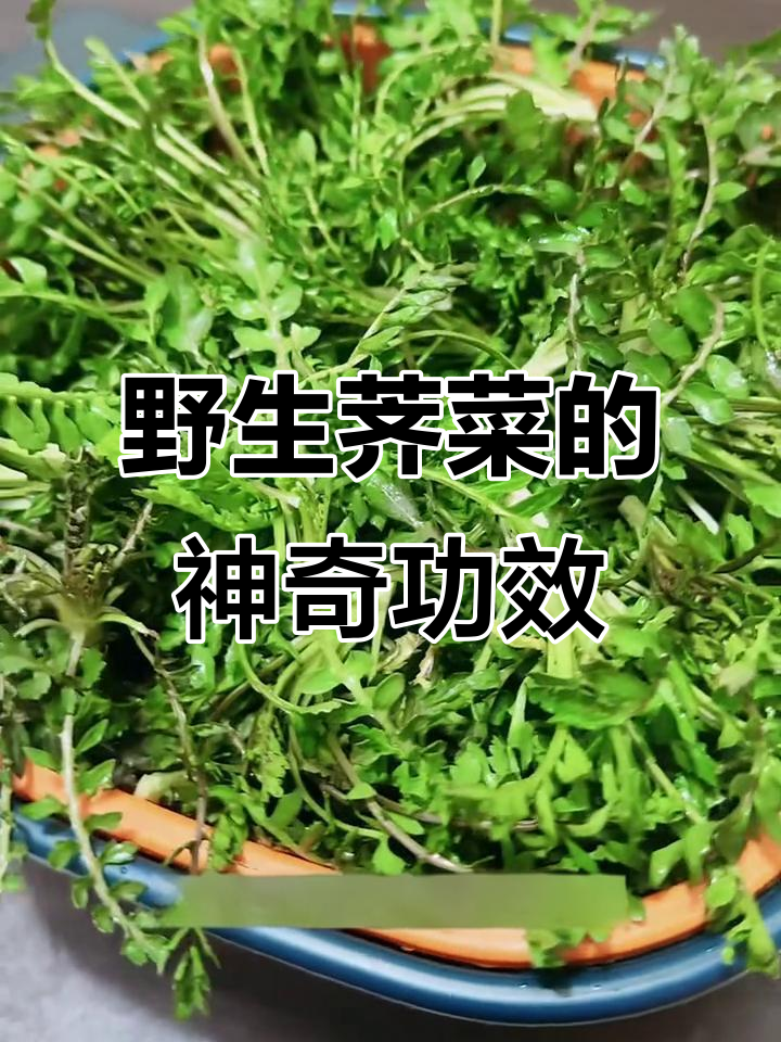 荠菜的营养与药用价值,春季必吃美味野菜
