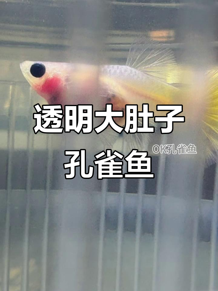 玻璃猫孔雀鱼透明肚,小鱼眼睛清晰可见