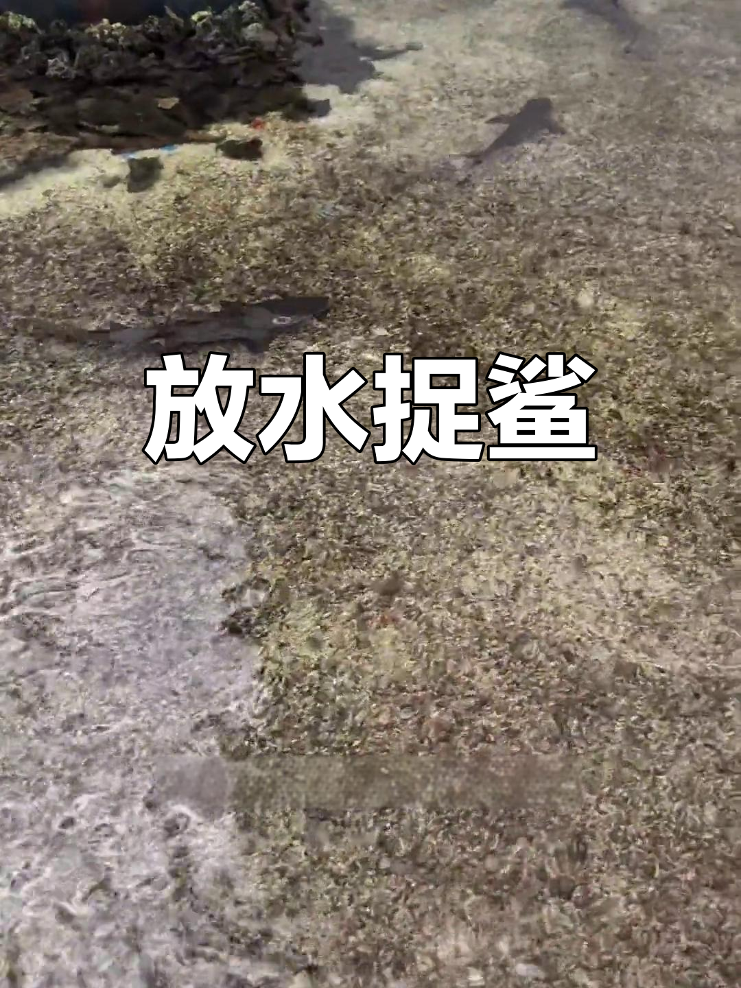 鲨鱼池放水,白鳍鲨背鳍露出水面,明天就要抓捕了