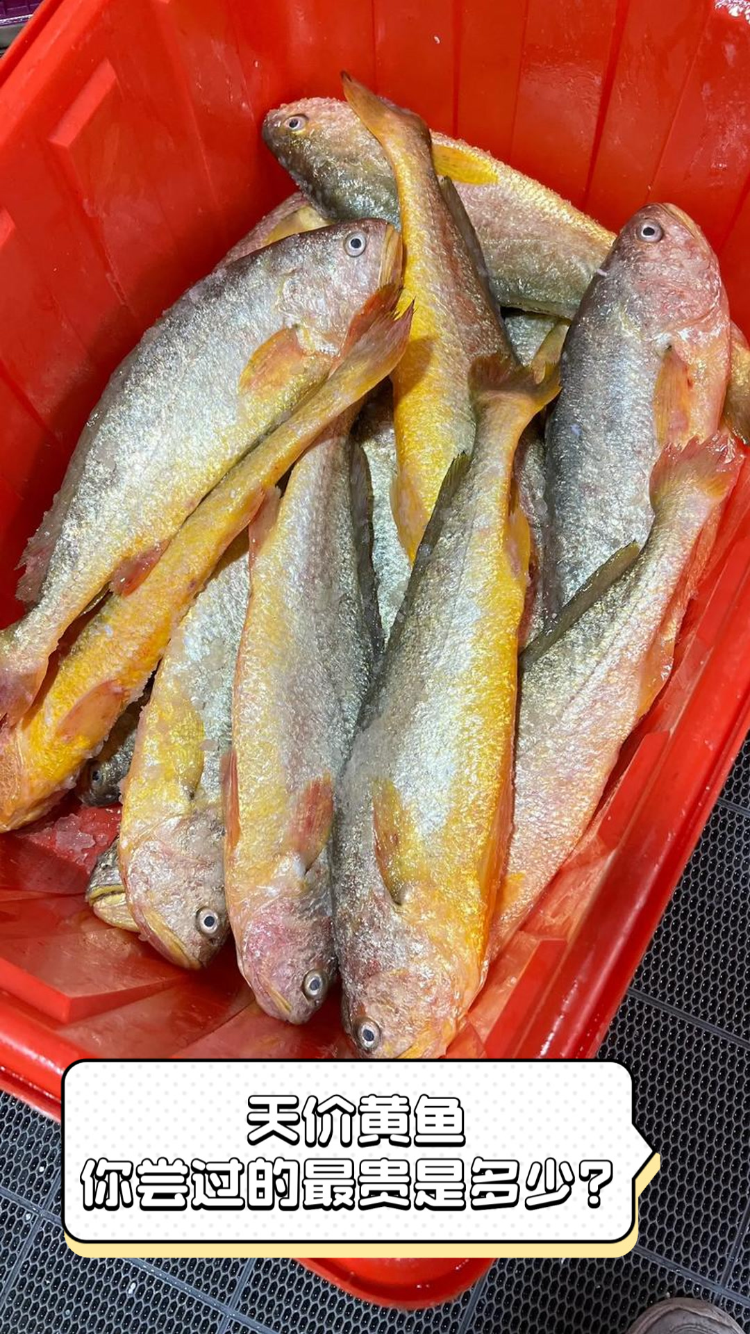 天价黄鱼,你尝过的最贵是多少?