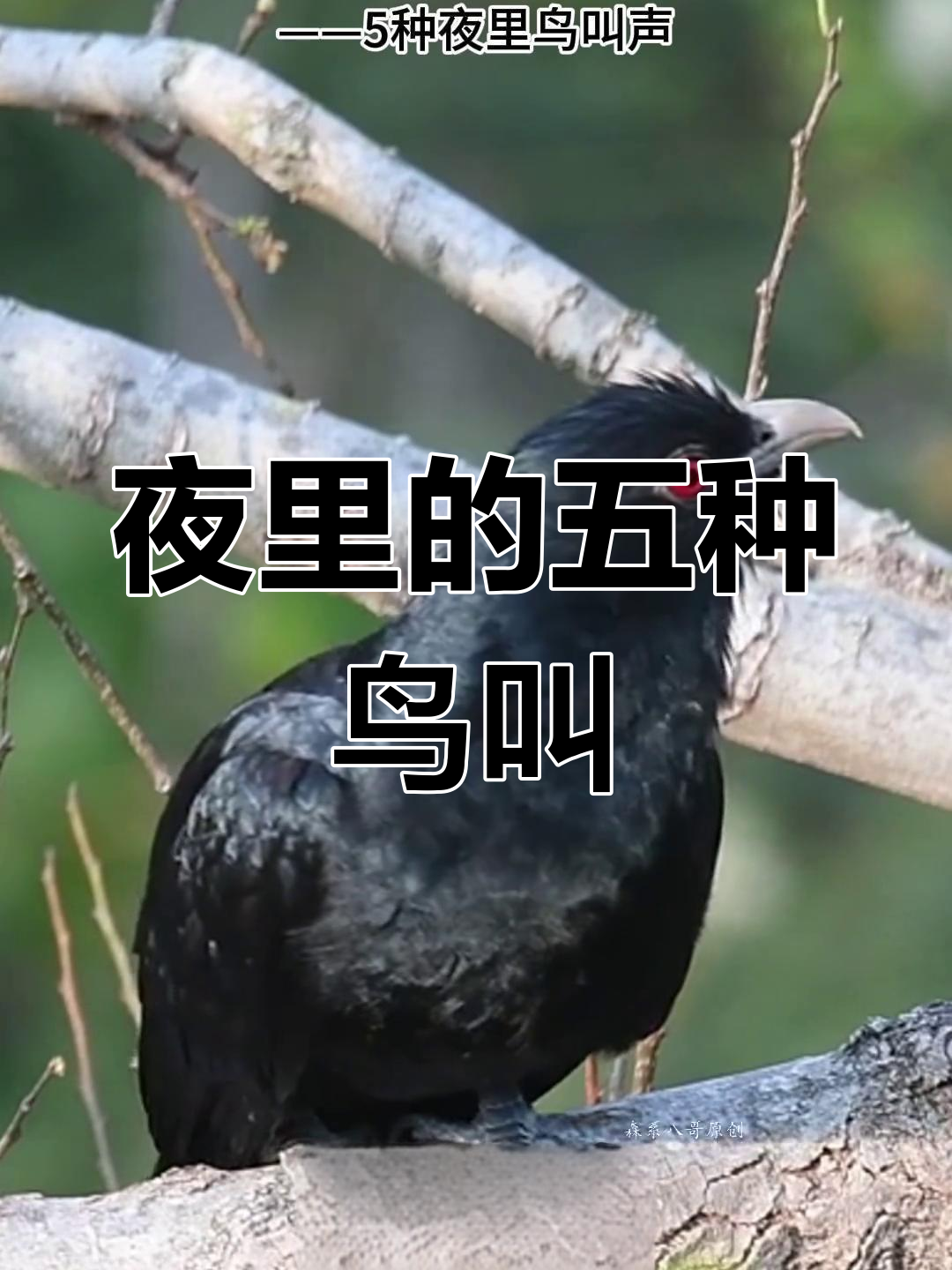 5种夜晚鸟叫声,你被哪种吵醒过?