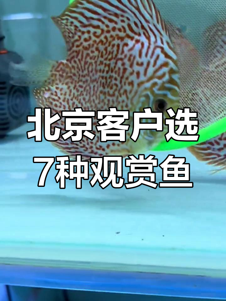 精选七彩神仙鱼,8条送北京大哥