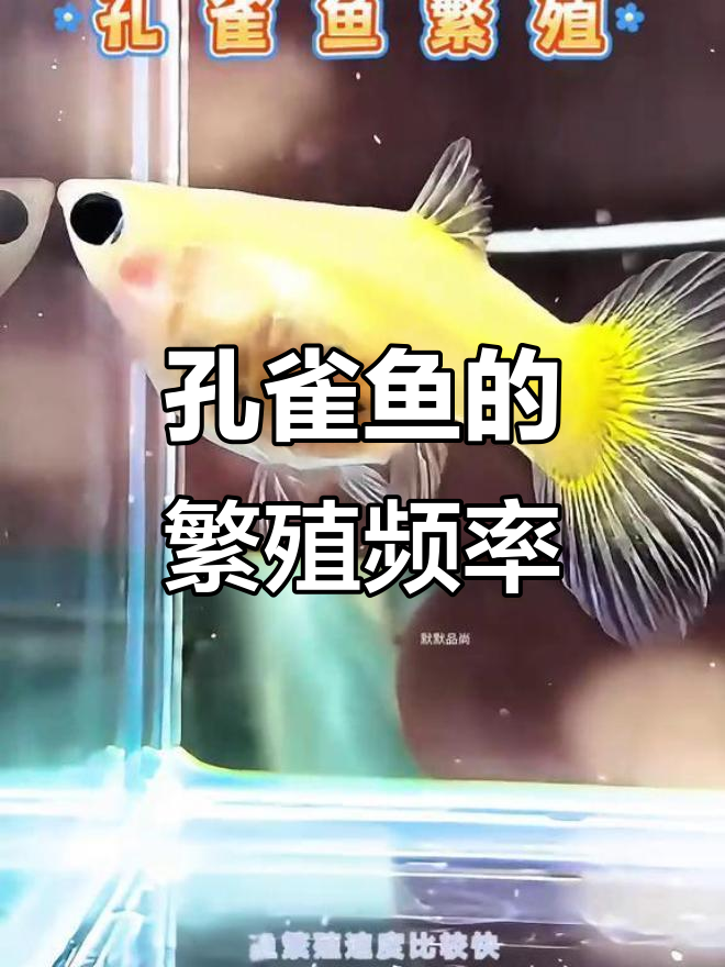 孔雀鱼多久繁殖一次?揭秘快速繁衍的秘密