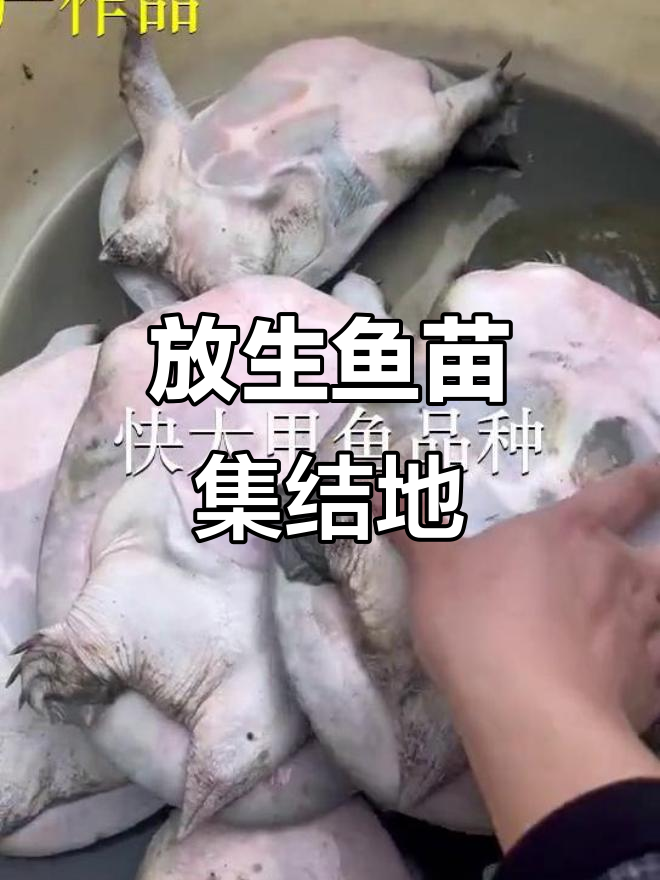 广州、中山与深圳鱼苗场,放生鱼的聚集地