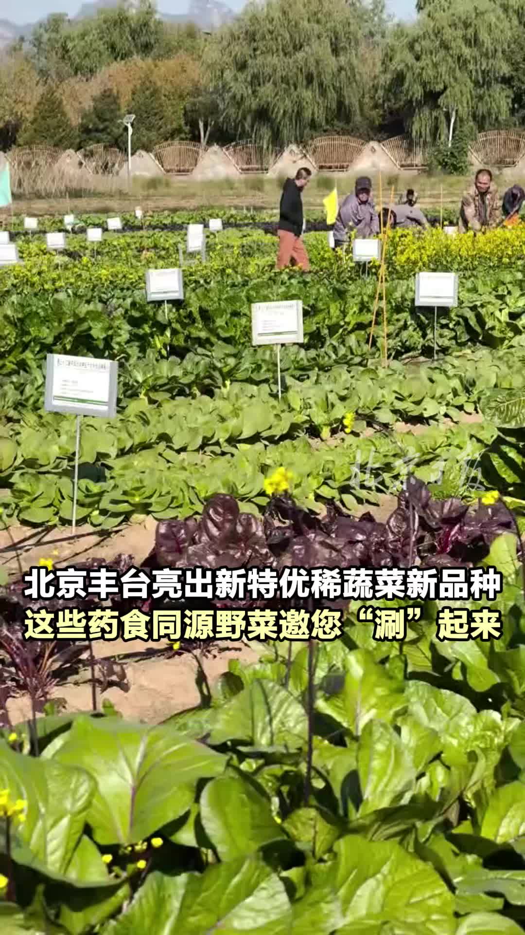 北京丰台亮出新特优稀蔬菜新品种，这些药食同源野菜邀您“涮”起来