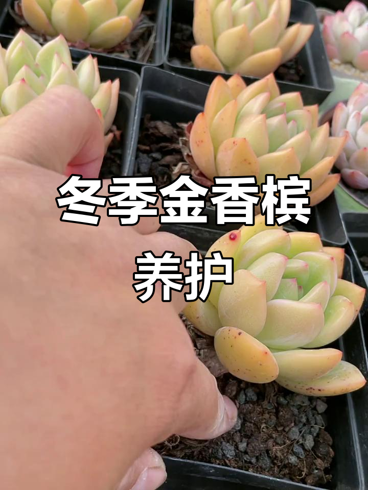 金香槟多肉：冬云系品种，夏季养护技巧与美丽蜕变