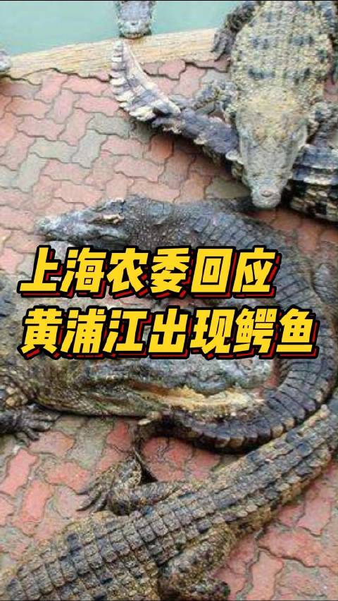 「上海农委回应黄浦江畔出现鳄鱼 可能为放生的暹罗鳄,正在捕捉」针对黄浦江畔出现鳄鱼一事,9