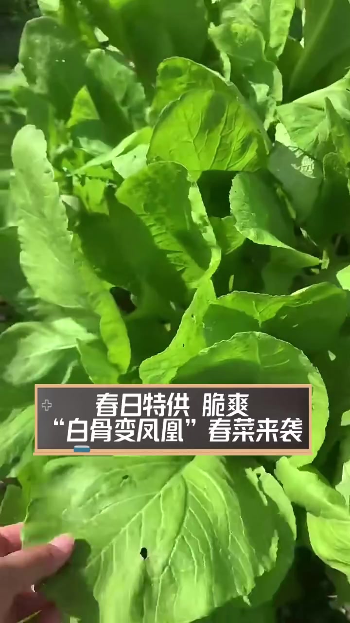春日特供,脆爽“白骨变凤凰”春菜来袭