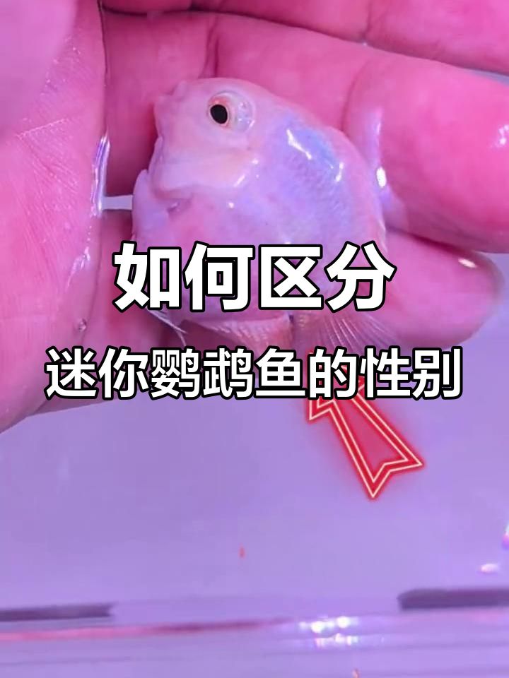 迷你鹦鹉鱼公母分辨全攻略,教你轻松辨别