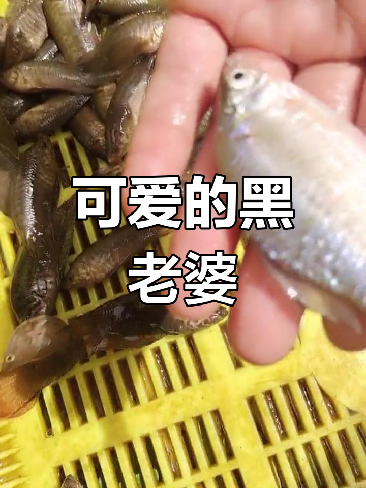 黑老婆鱼竟然叫这个,太可爱了