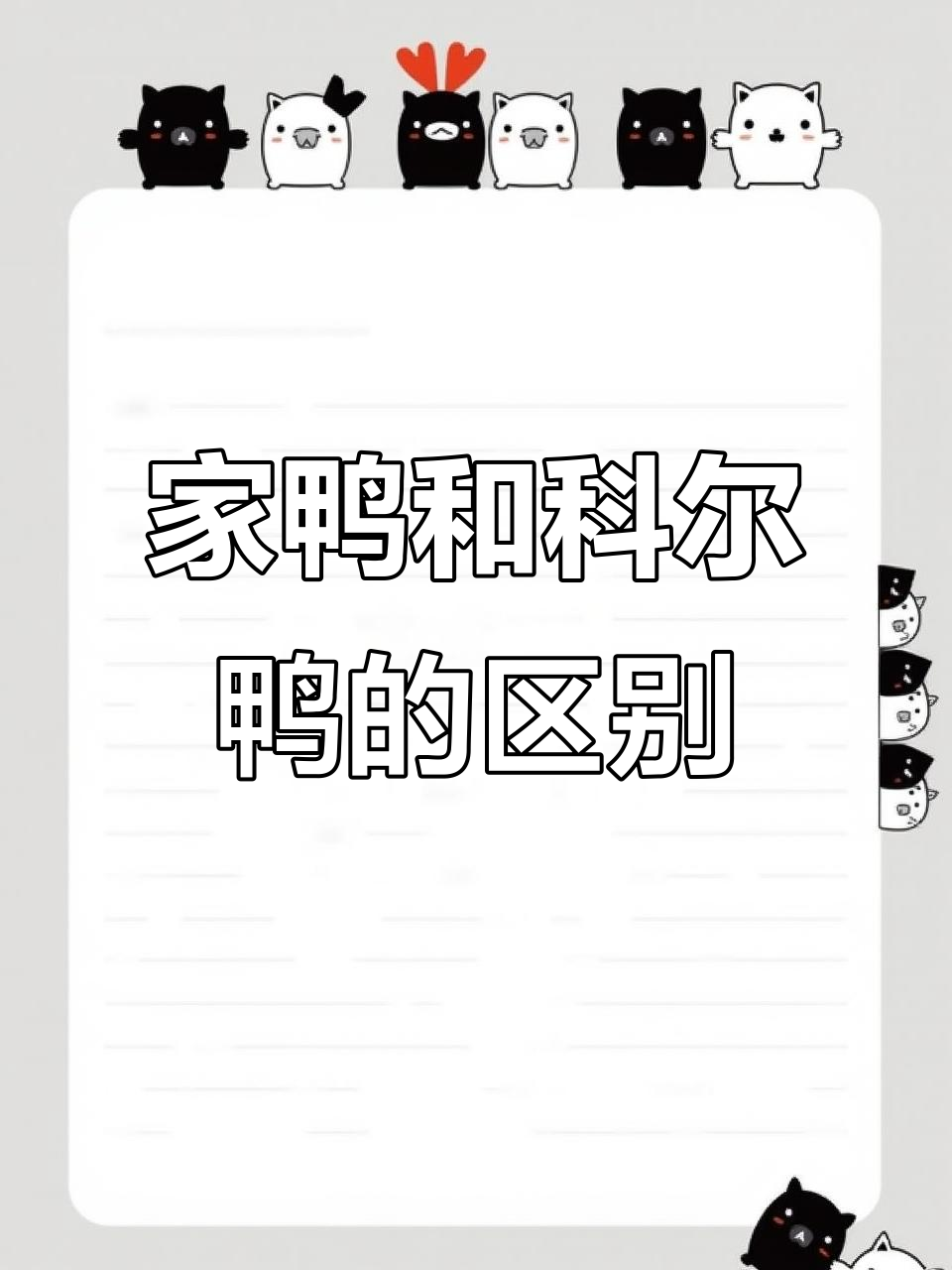 柯尔鸭与家鸭大不同,颜值高又聪明