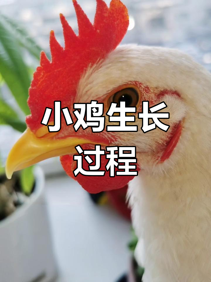 小鸡成长全过程记录