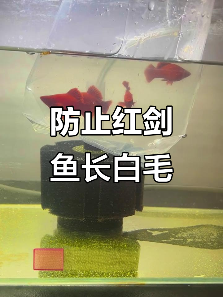 红剑鱼白毛预防三步法,轻松搞定
