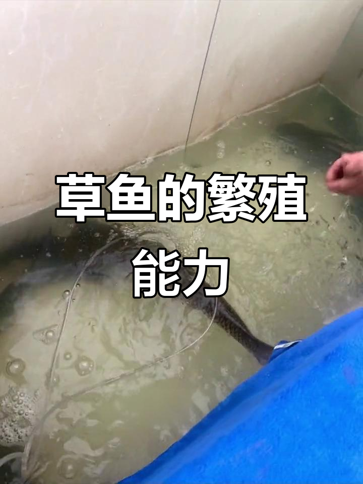 草鱼能自己繁殖吗?事实真相揭晓