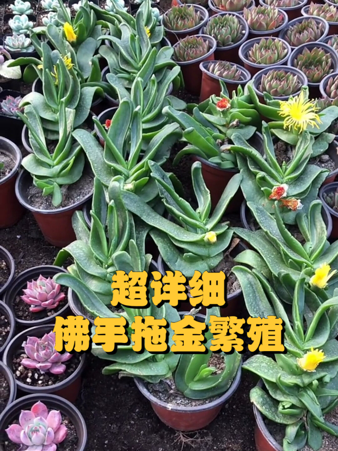 佛手拖金多肉繁殖