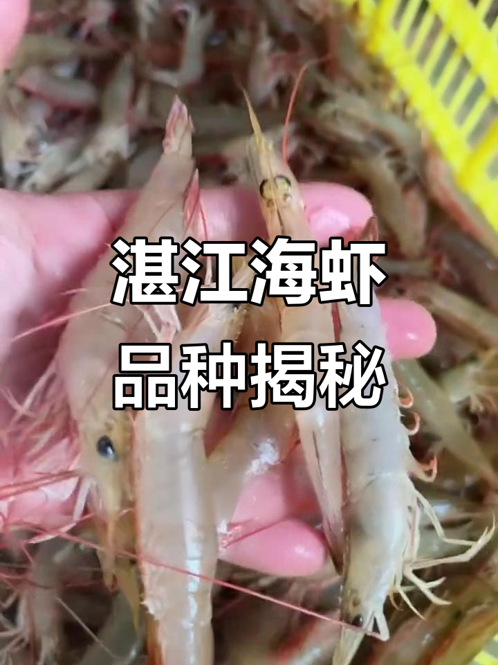 湛江九条硇洲岛海鲜大虾盘点，麻虾、樱花虾等美味来袭