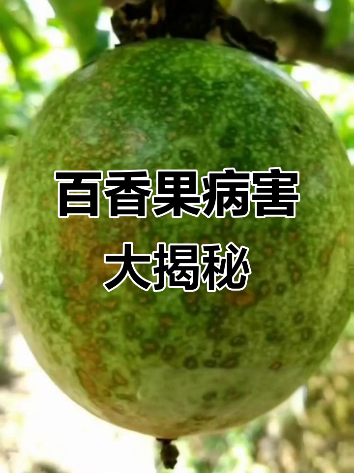 百香果常见病害全解析:疫病、炭疽病等详解