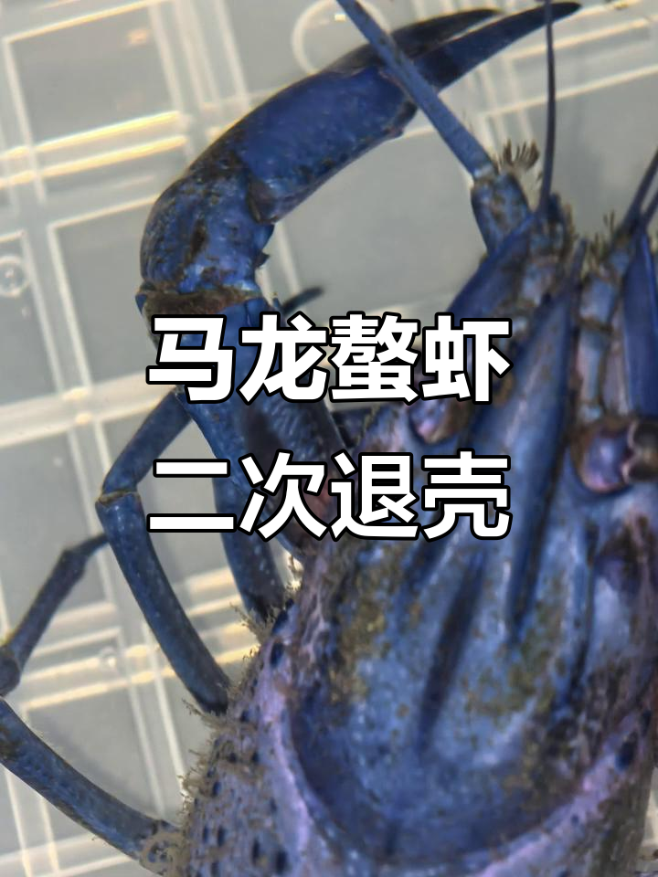 蓝色马龙螯虾蜕变全过程:从停食到新壳长成