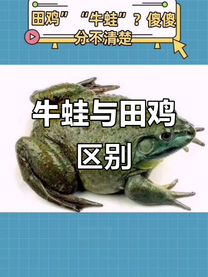 牛蛙和田鸡到底有啥不同？教你轻松分辨