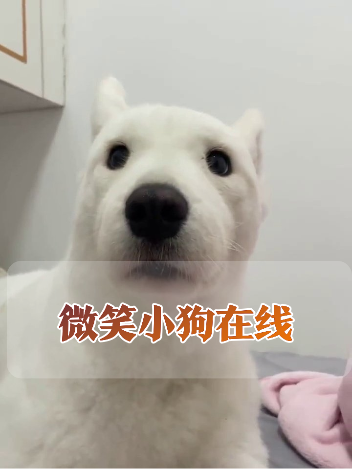 小狗的N种可爱表情,每帧都是表情包