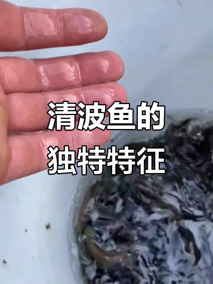 长江特产清波鱼:大型草食性鱼类,背鳍有倒刺