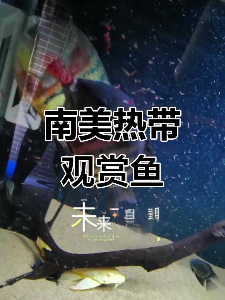 帝王虎斑菠萝鱼与南美水族缸