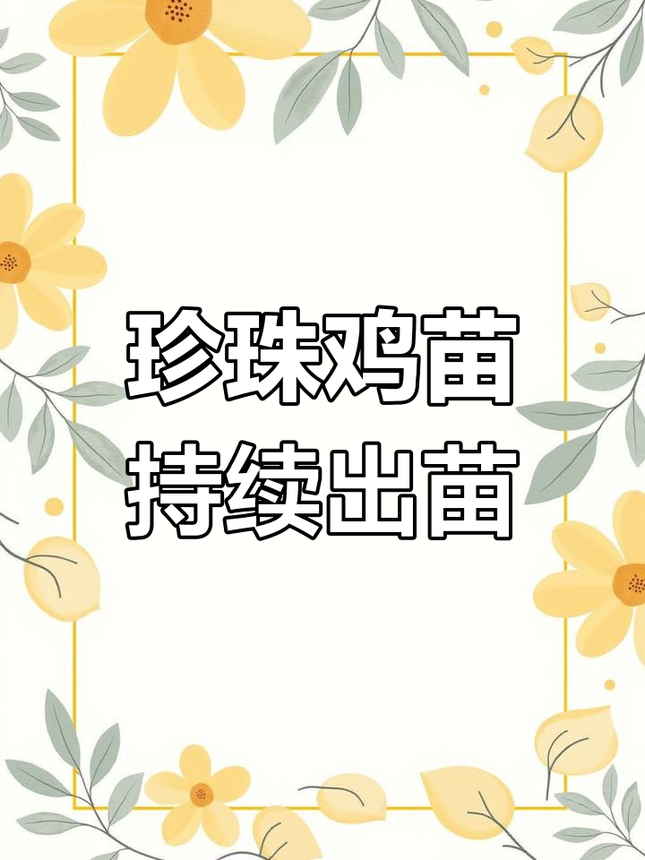 珍珠鸡苗大量供应,3-5两脱温鸡苗