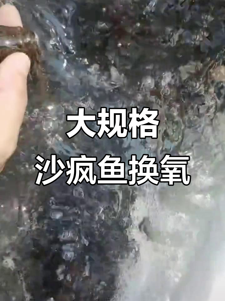 沙丰鱼苗换水,大规格鼠壳疫苗接种全过程