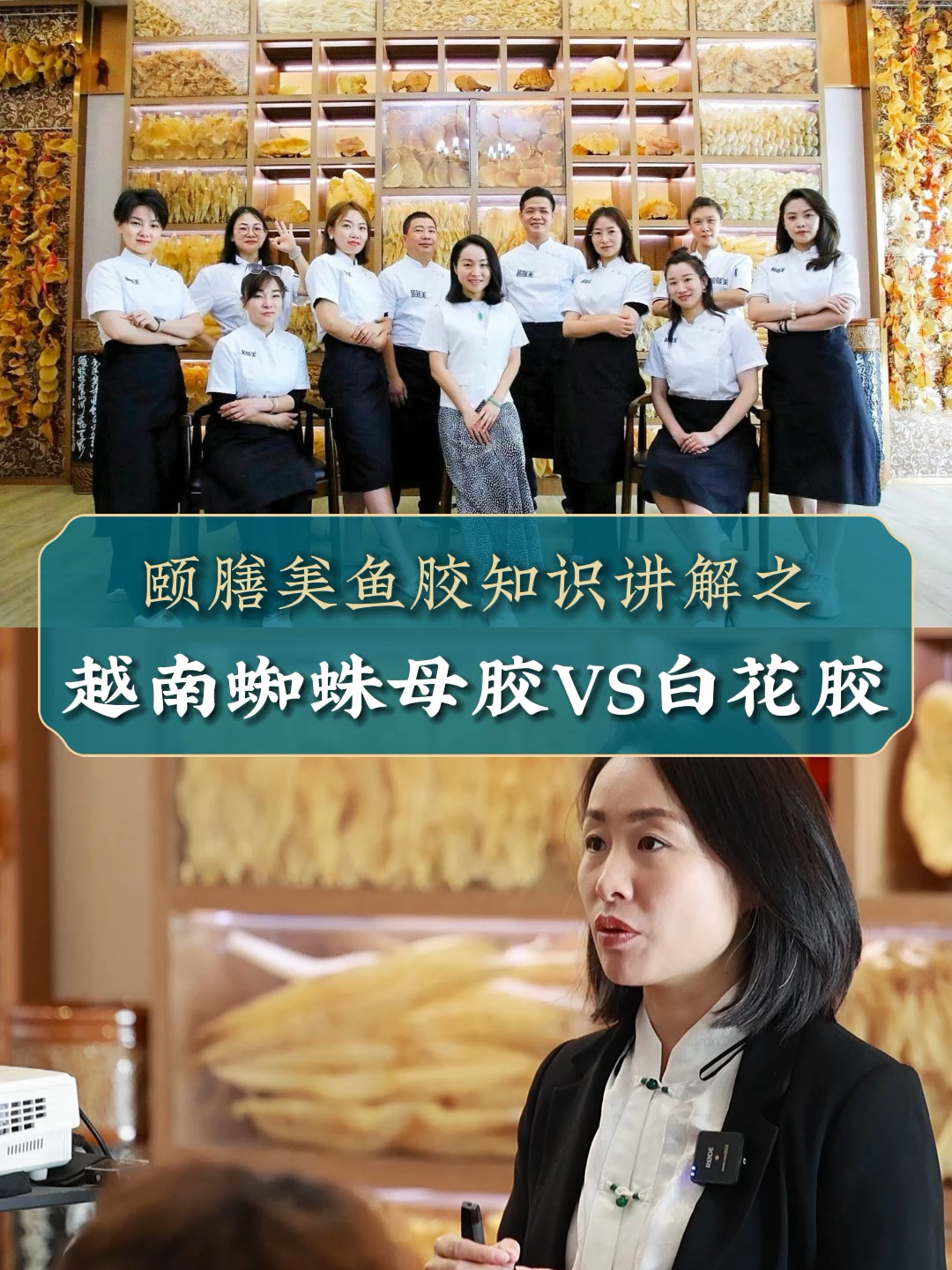 颐膳美鱼胶知识讲解之越南蜘蛛母胶VS白花胶