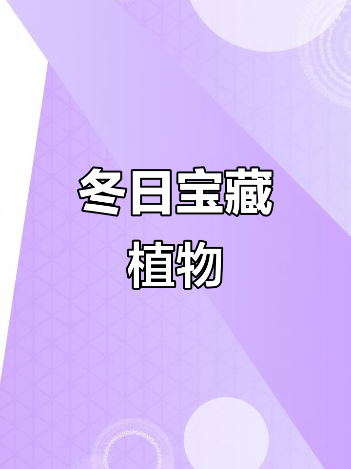 冬季识草:贯众蕨,石头缝里的宝藏植物!