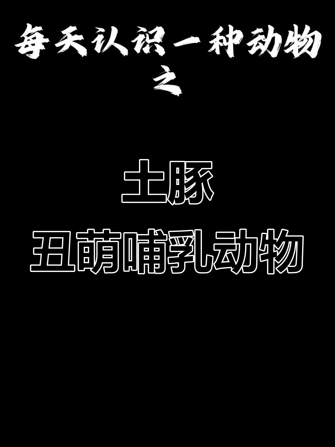 土豚：猪鼻子、鱼耳朵，非洲“挖洞高手”的奇特模样