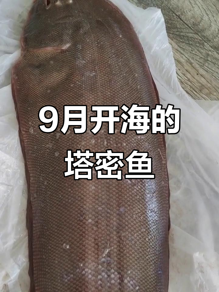 9月渤海湾罕见舌头鱼,新鲜美味60元一斤