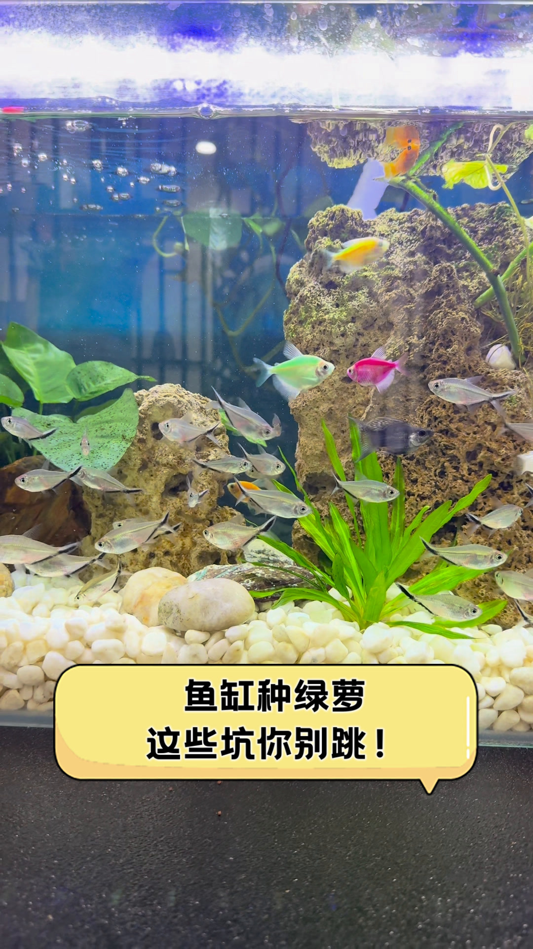 鱼缸种绿萝,这些坑你别跳!