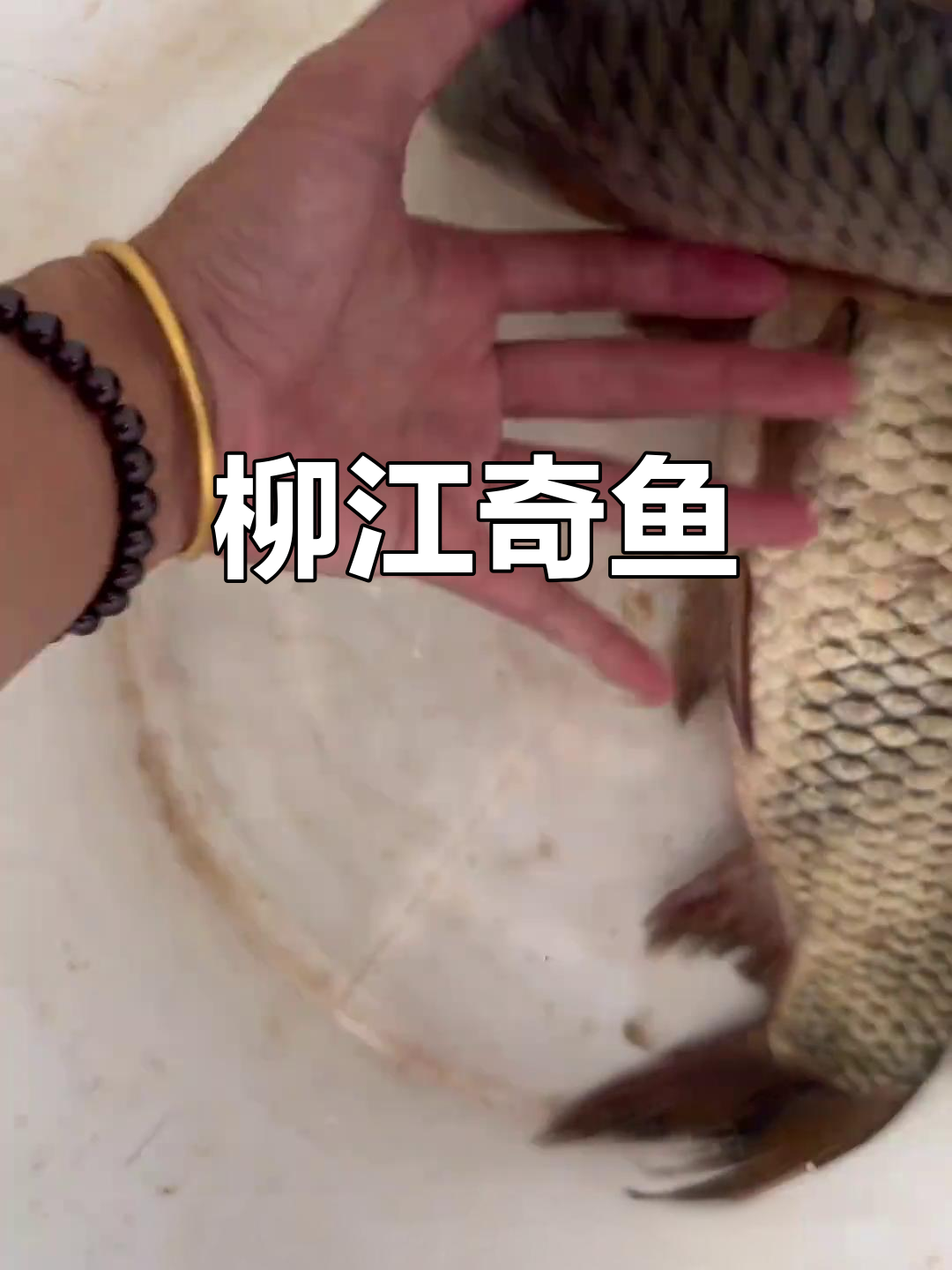 柳江河里混杂着鲤鲫,奇特杂交鱼让人惊叹