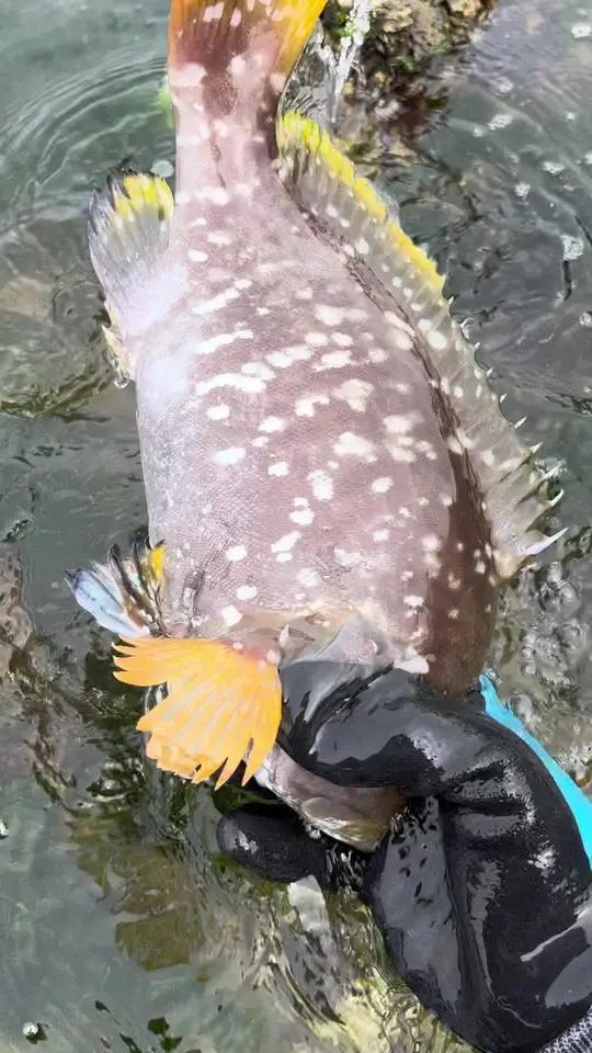 赶海 富贵赶海抓到一条墨鱼,还有一条带颜色的石斑鱼。户外赶海抓海鲜