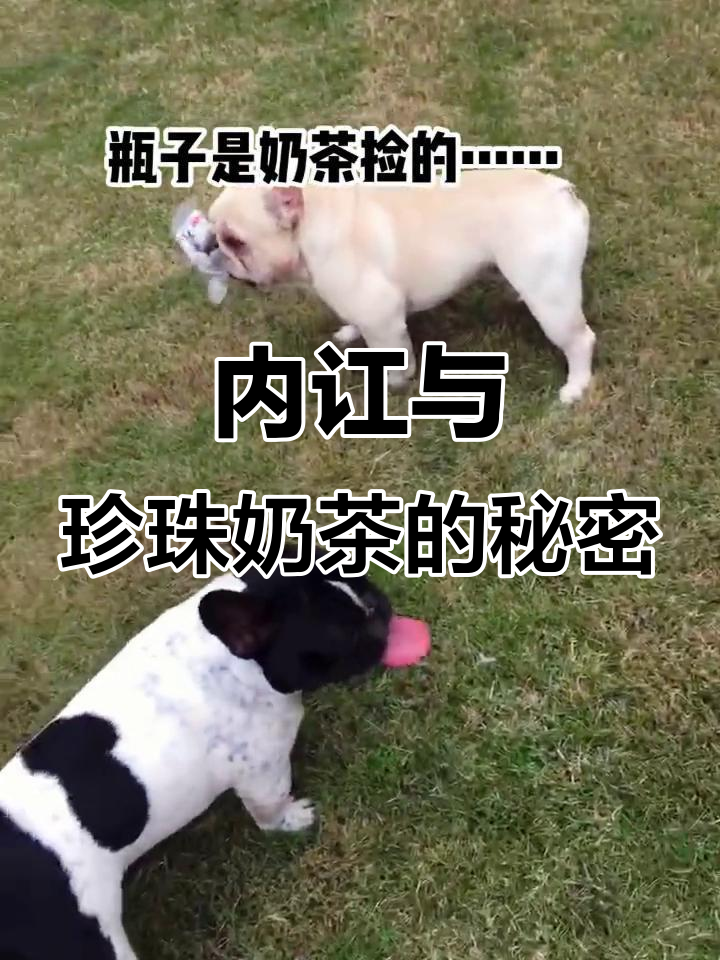 业务困境引发内讧,珍珠奶茶背后的法斗故事