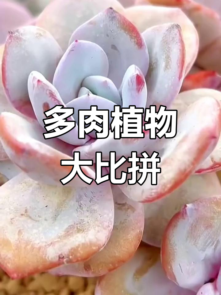 长得像的多肉,你分得清吗?