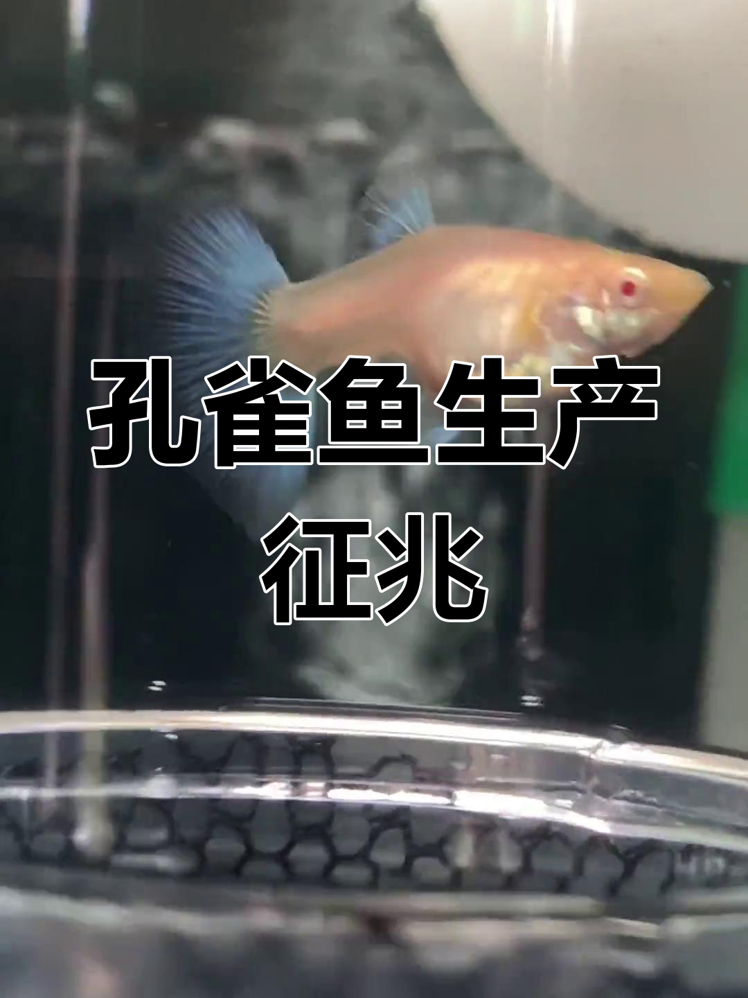 孔雀鱼临产前兆:胎斑明显、肛门突出,肚子变方可见小鱼眼睛